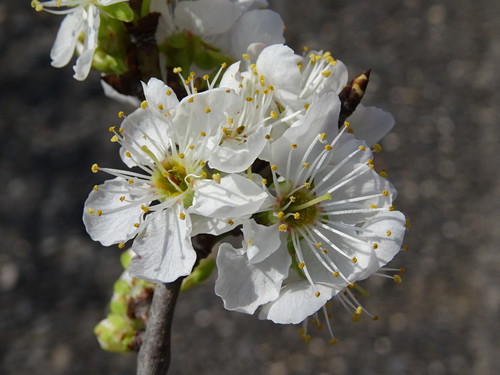 Prunus ursina