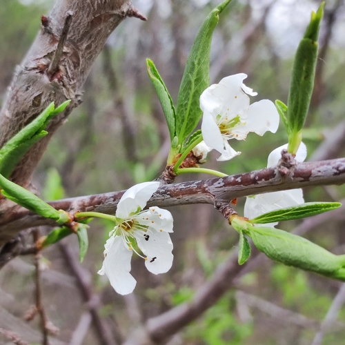 Prunus ussuriensis