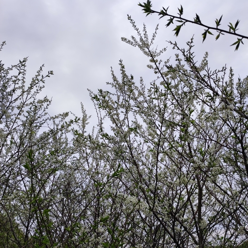 Prunus ussuriensis