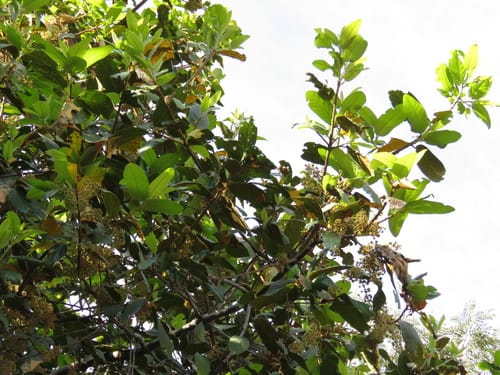 Prunus zingii