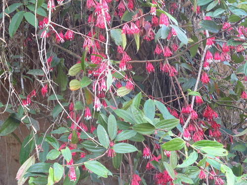 Psammisia aberrans