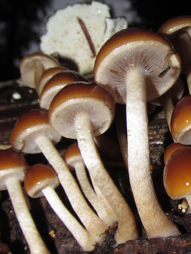 Psathyrella piluliformis