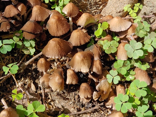 Psathyrella tuberculata