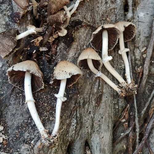 Psathyrella tuberculata