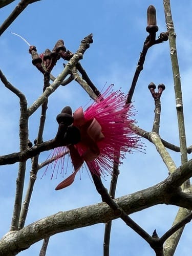 Pseudobombax ellipticum
