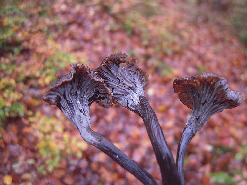 Pseudocraterellus cinereus