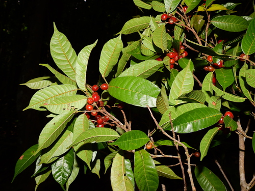 Pseudolmedia laevis