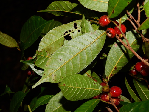 Pseudolmedia laevis