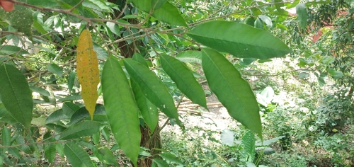 Pseudolmedia oxyphyllaria