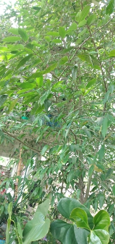 Pseudolmedia oxyphyllaria