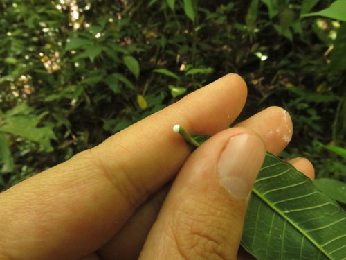 Pseudolmedia rigida