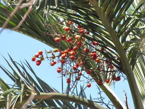 Pseudophoenix sargentii