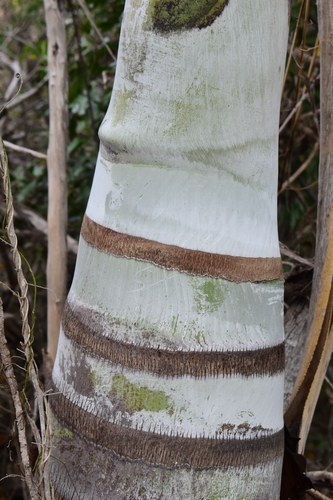 Pseudophoenix vinifera