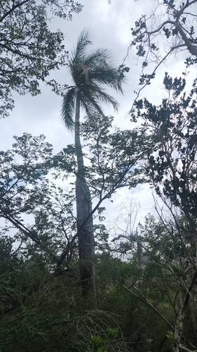 Pseudophoenix vinifera