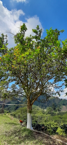 Psidium acutangulum
