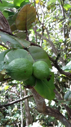 Psidium amplexicaule