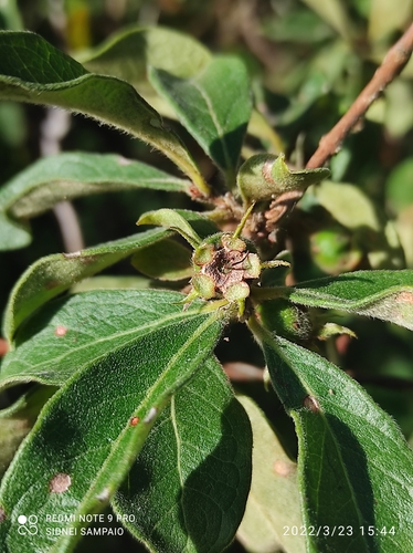 Psidium appendiculatum
