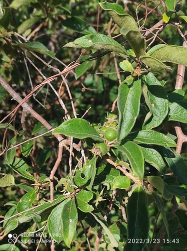 Psidium appendiculatum