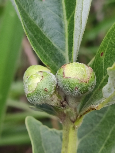Psidium australe