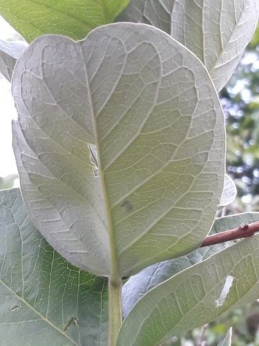 Psidium australe