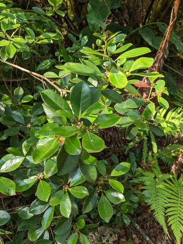 Psidium cattleianum