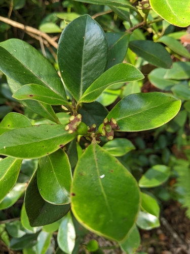 Psidium cattleianum