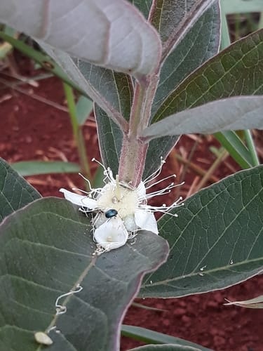 Psidium cinereum