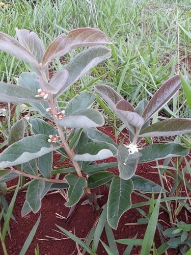 Psidium cinereum