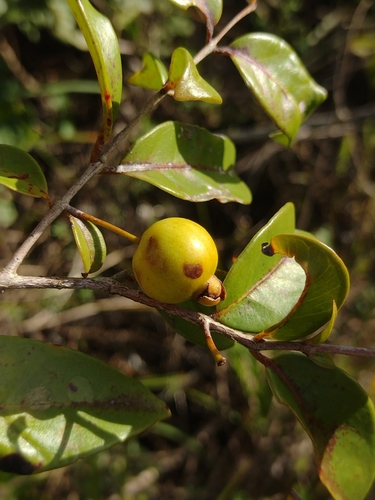 Psidium galapagaeum