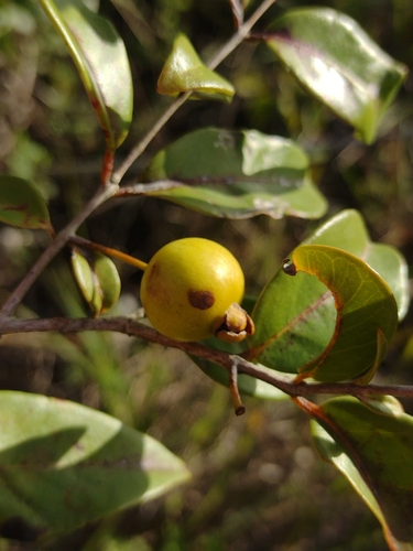 Psidium galapagaeum