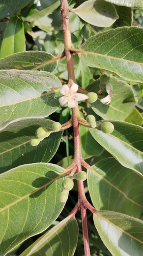 Psidium guineense