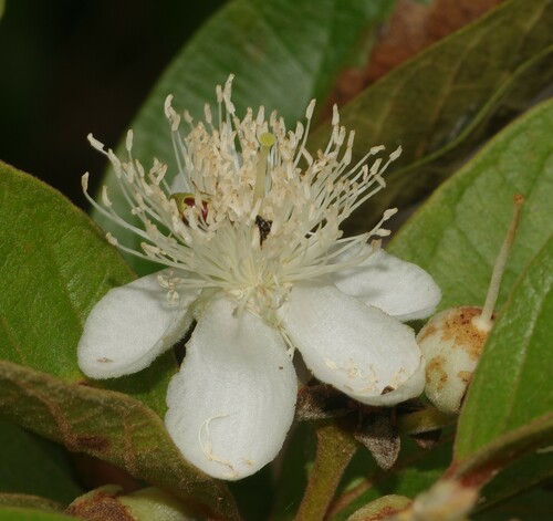 Psidium guyanense