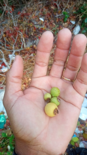 Psidium oligospermum