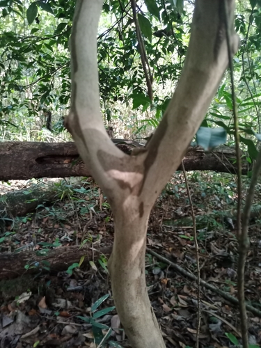 Psidium rufum