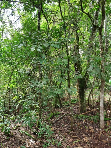 Psidium rufum