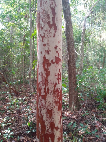 Psidium sartorianum