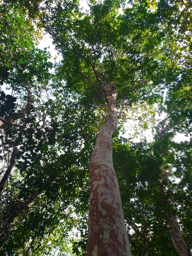 Psidium sartorianum