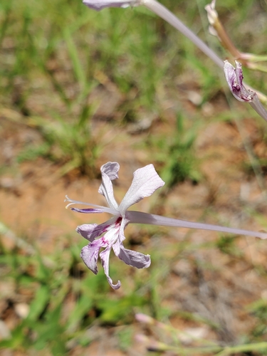 Psilosiphon bainesii