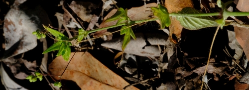 Psilotrichum sericeum