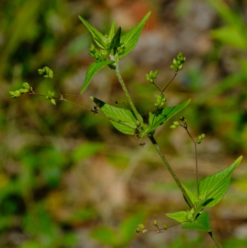 Psilotrichum sericeum