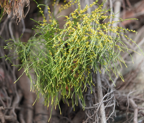 Psilotum nudum
