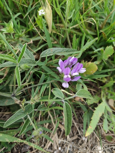 Psoralea bituminosa