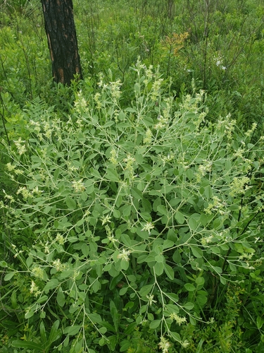 Psoralea canescens