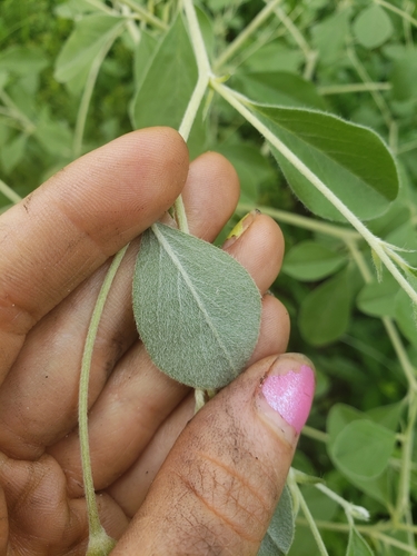 Psoralea canescens