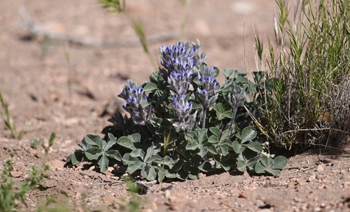 Psoralea castorea