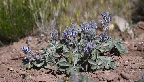Psoralea castorea