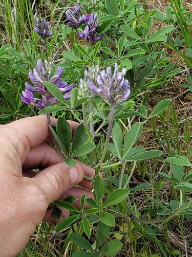 Psoralea cuspidata