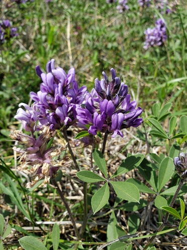 Psoralea cuspidata