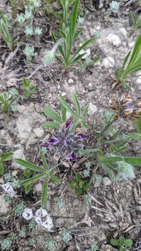 Psoralea hypogaea