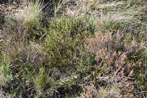 Psoralea lanceolata